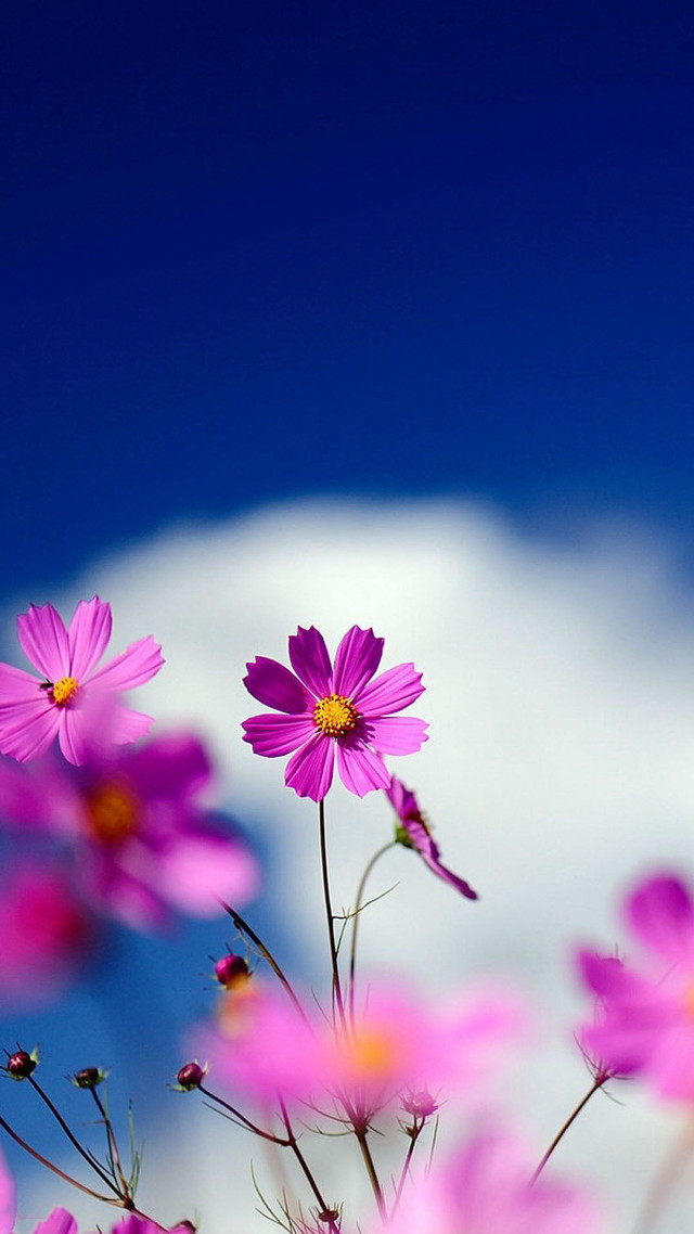 Pink flowers sky clouds blue free wallpaper for mobile - medium preview image