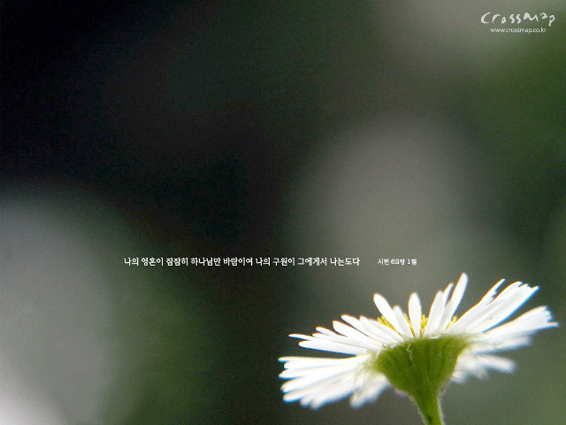 White flower blurry background foreign free wallpaper for desktop - medium preview image