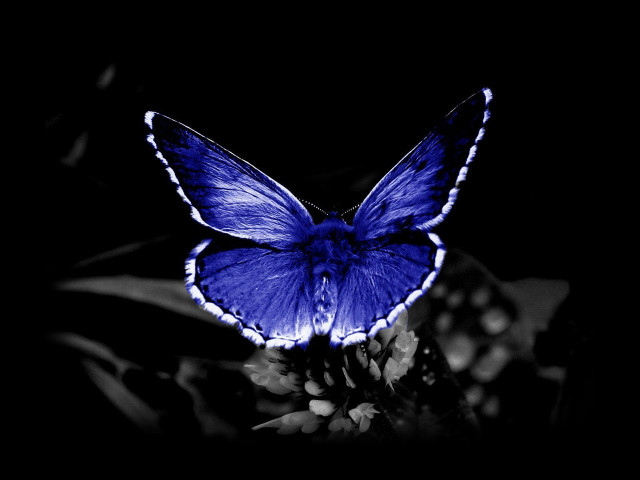 Blue butterfly white spots flower free wallpaper for desktop - medium preview image