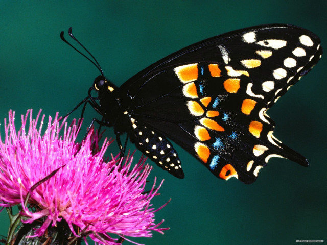 Butterfly flower wings spread sitting free wallpaper for desktop - medium preview image