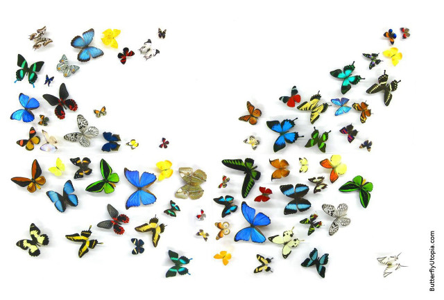 Butterflies flying group white background free wallpaper for desktop - medium preview image