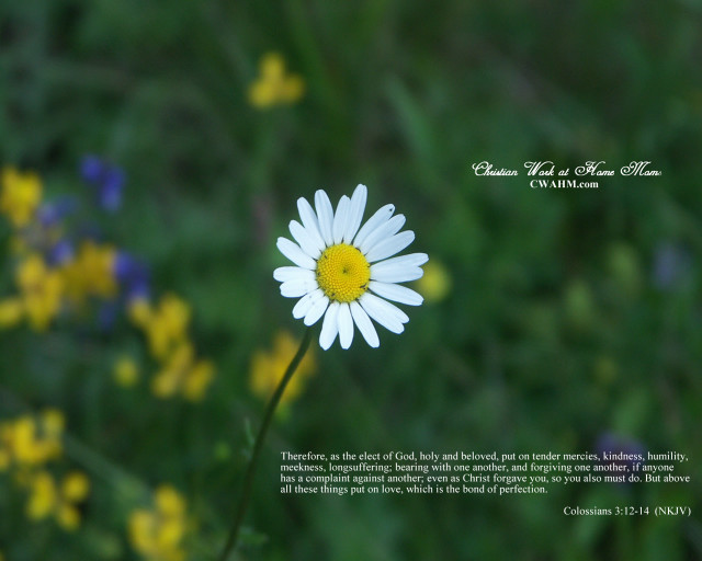 White flower yellow center field free wallpaper for desktop - medium preview image