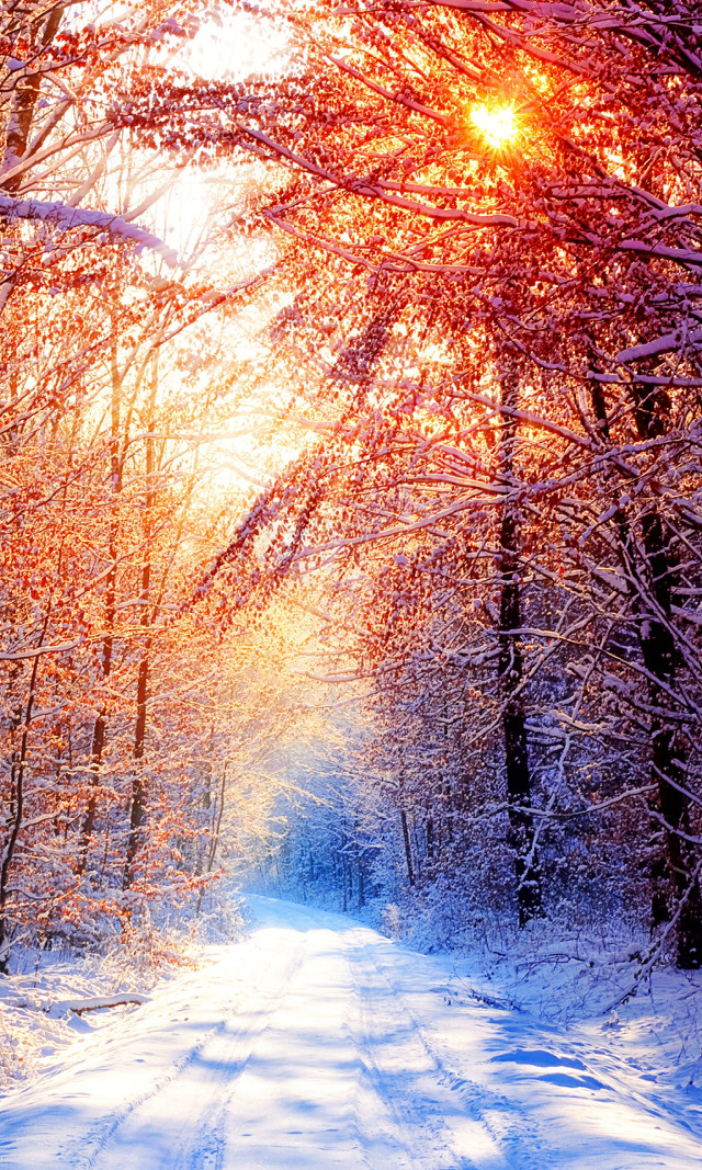 Snowy road trees sun shining free wallpaper for mobile - medium preview image