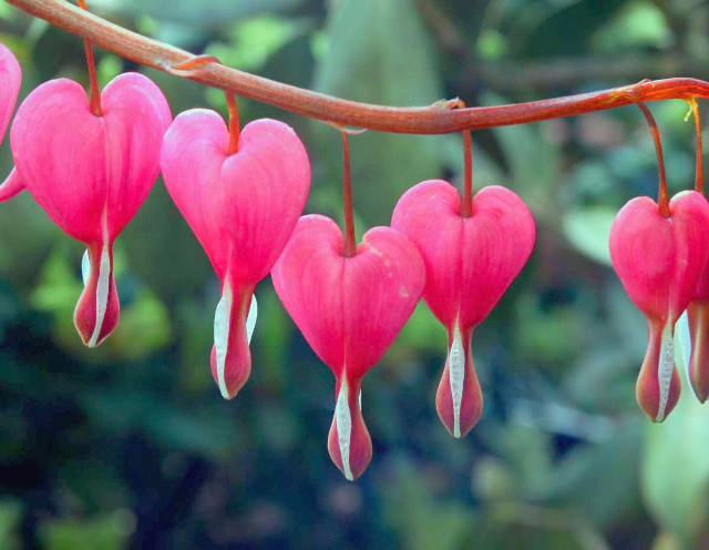 Pink hearts tree branch leaves free wallpaper for desktop - medium preview image