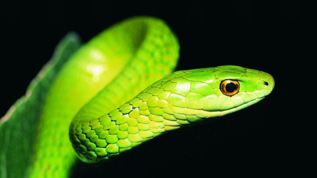 Green snake black background cobra free wallpaper for desktop - medium preview image