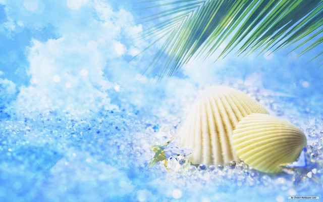 Shell palmleaf bluewater droplets bubbles free wallpaper for desktop - medium preview image