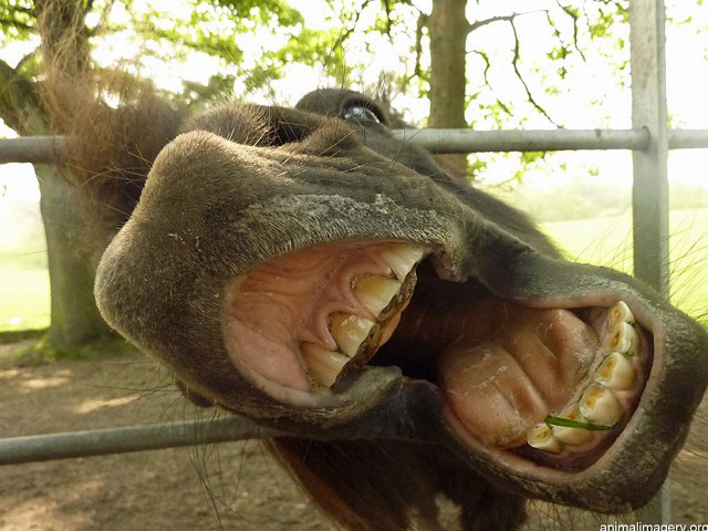 Horse mouth open teeth showing free wallpaper for desktop - medium preview image