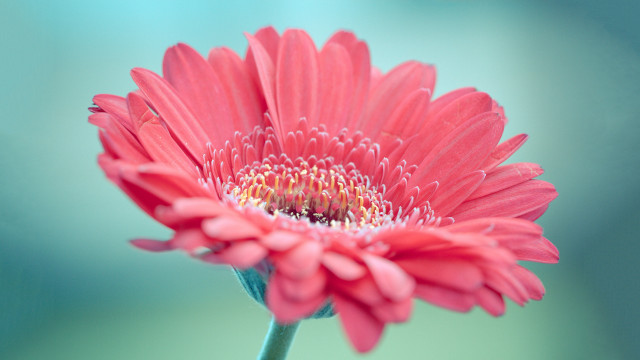 Pink flower green background blurry #9 free wallpaper for desktop - medium preview image