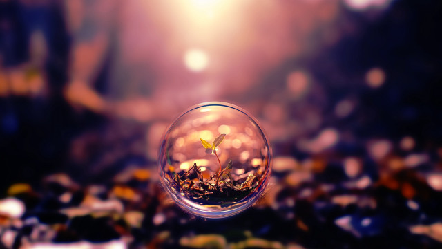 Glass ball plant tabletop blurry #2 free wallpaper for desktop - medium preview image