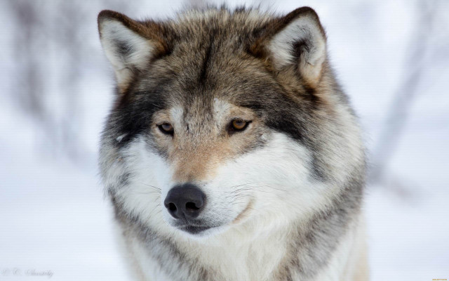 Wolf snow winter naturalism sharp free wallpaper for desktop - medium preview image