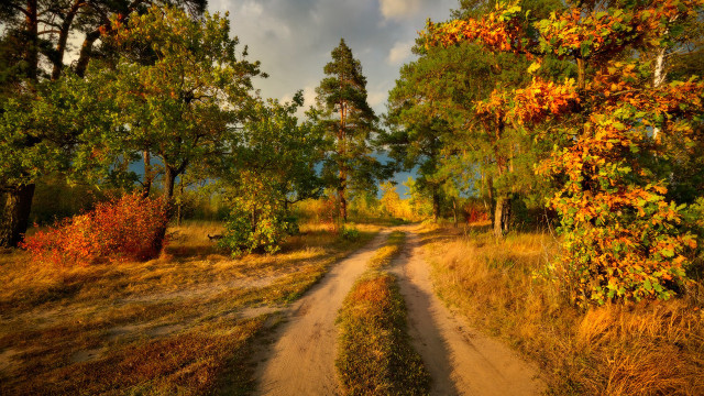 Dirt road autumn leaves forest #3 free wallpaper for desktop - medium preview image