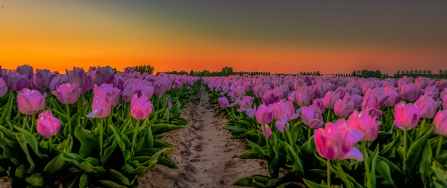 Pink tulips sunset path mystical free wallpaper for desktop - medium preview image