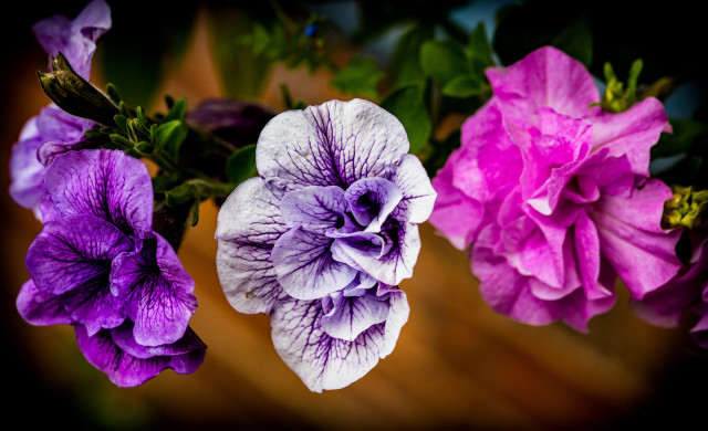 Purple flower hydrangea lily leaf free wallpaper for desktop - medium preview image