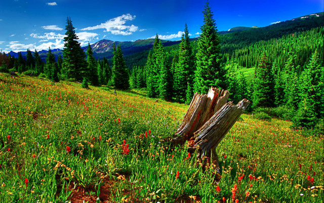 Field tree stump mountain flowers free wallpaper for desktop - medium preview image