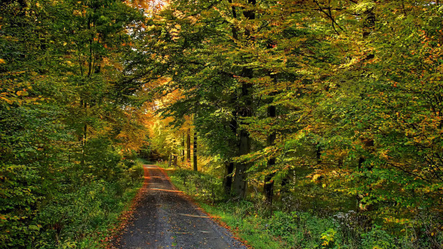 Autumn road trees yellow leaves free wallpaper for desktop - medium preview image