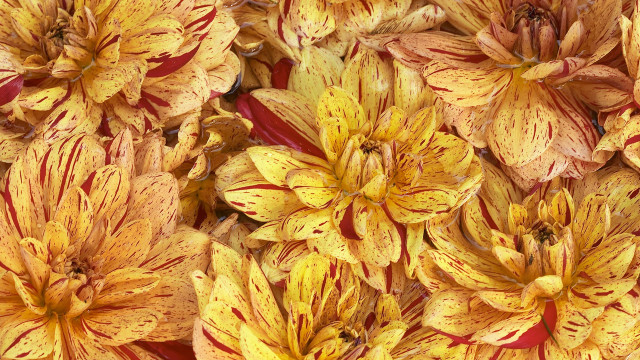 Yellow red flower autumn fire free wallpaper for desktop - medium preview image