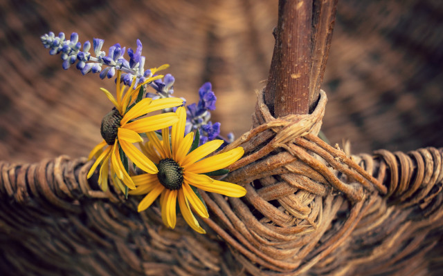Flower basket stilllife blurry depth free wallpaper for desktop - medium preview image