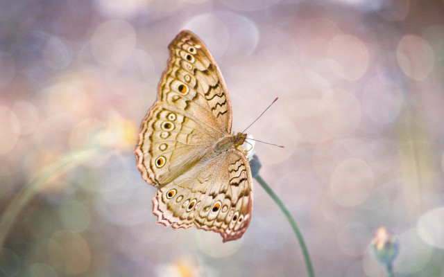 Butterfly flower sun bokeh macro free wallpaper for desktop - medium preview image