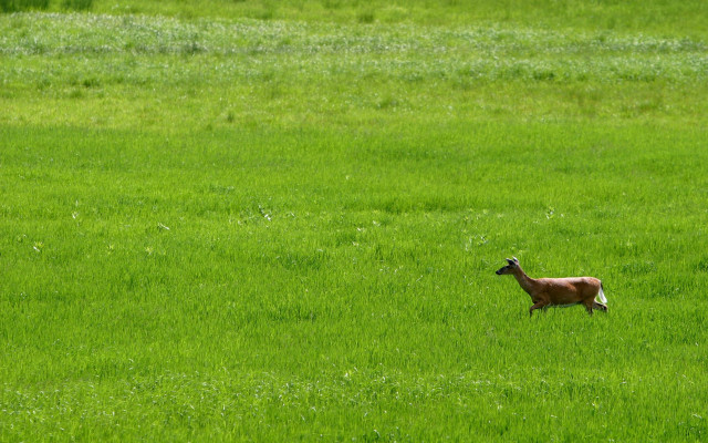 Deer running green field tilt free wallpaper for desktop - medium preview image
