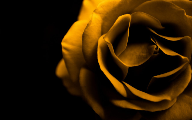 Yellow rose dark background macro #2 free wallpaper for desktop - medium preview image