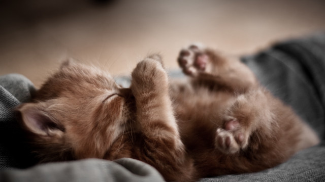 Kitten laying on blanket florianne free wallpaper for desktop - medium preview image