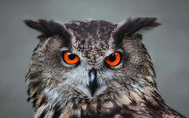 Owl orange eyes black background #5 free wallpaper for desktop - medium preview image