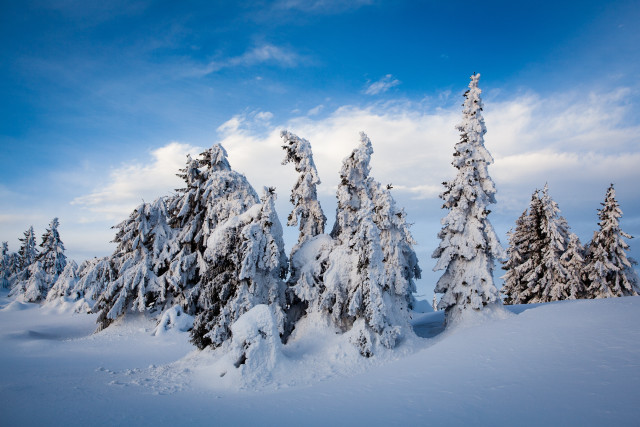 Snow covered trees blue sky free wallpaper for desktop - medium preview image