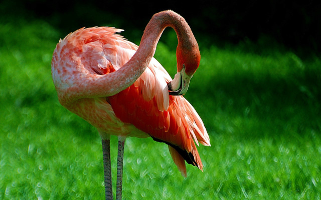Pink flamingo grassy field ecological free wallpaper for desktop - medium preview image