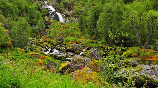 Waterfall forest green plants rocks free wallpaper for desktop - medium preview image
