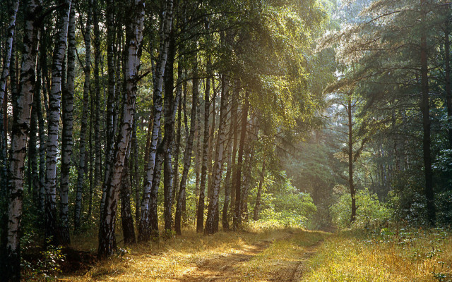 Dirt road forest trees trail free wallpaper for desktop - medium preview image