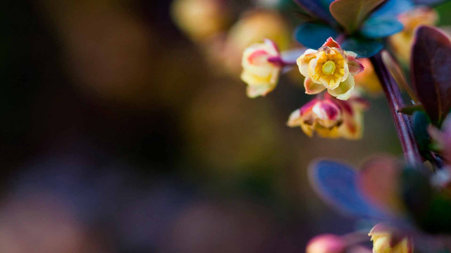 Flower macro bokeh motionblur depthoffield free wallpaper for desktop - medium preview image