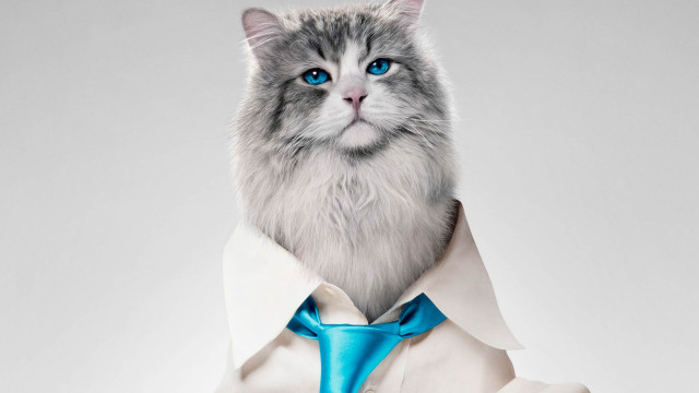 White cat blue tie character free wallpaper for desktop - medium preview image