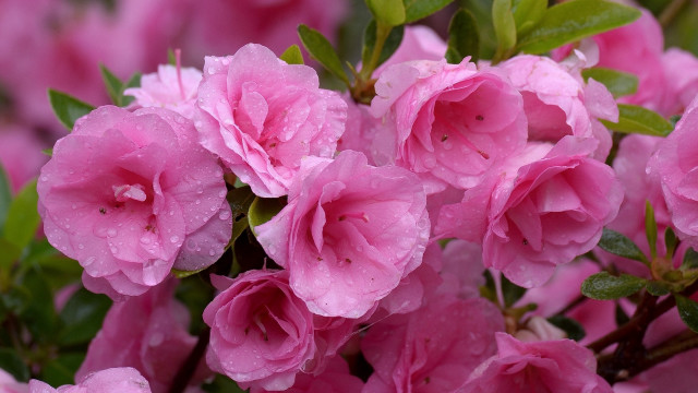 Pink flowers water droplets macro free wallpaper for desktop - medium preview image