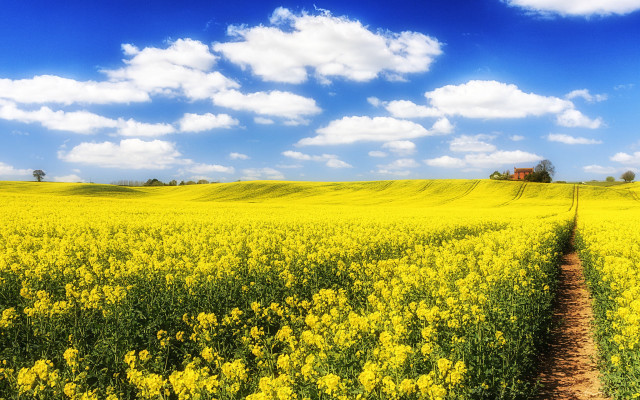 Yellow flower field dirt path #2 free wallpaper for desktop - medium preview image