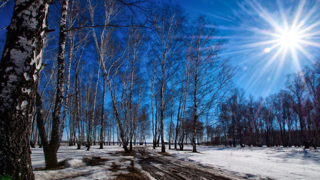Sunny woods snowy path bare free wallpaper for desktop - medium preview image