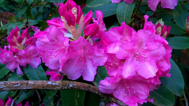 Pink flowers rain water droplets free wallpaper for desktop - medium preview image