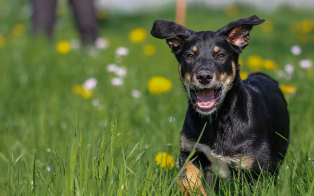 Dog laying grass open mouth free wallpaper for desktop - medium preview image