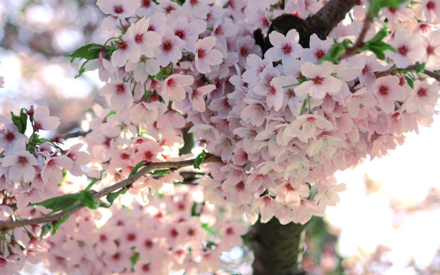 Pink flower sunny tree blossoms free wallpaper for desktop - medium preview image