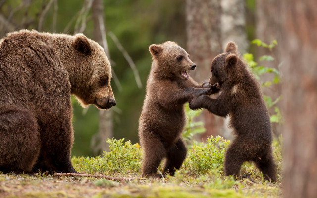 Three bears woods animals blurry free wallpaper for desktop - medium preview image