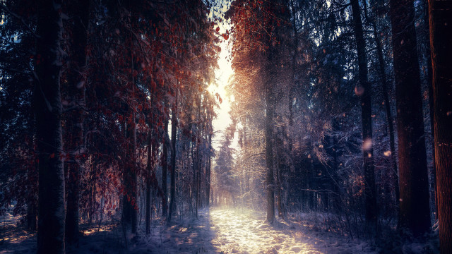 Snowy forest path magic light #2 free wallpaper for desktop - medium preview image