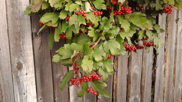 Berries wooden fence leaves red #2 free wallpaper for desktop - medium preview image