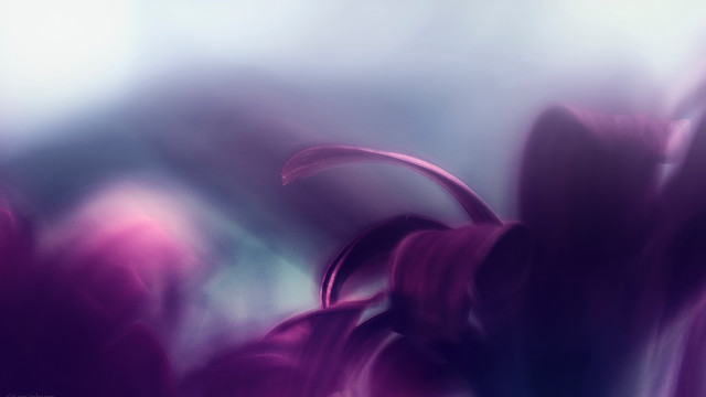 Purple flower blue background adrian free wallpaper for desktop - medium preview image