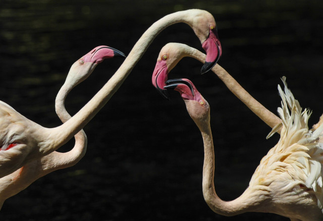 Flamingos neck touch kitsch macro free wallpaper for desktop - medium preview image