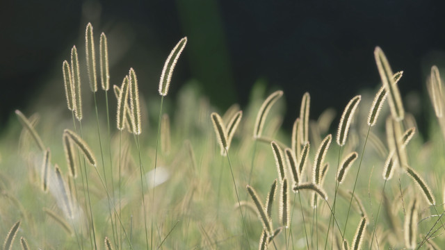 Grass blurry background tiltshift nature #2 free wallpaper for desktop - medium preview image