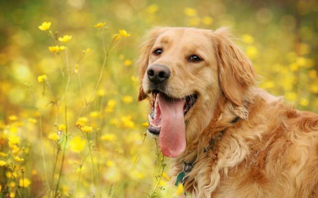 Dog flower field autumn openmouth free wallpaper for desktop - medium preview image