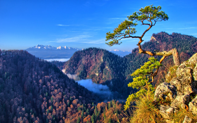 Tree cliff valley mountains lake free wallpaper for desktop - medium preview image