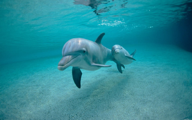 Dolphin ocean swimming bubbles horizon free wallpaper for desktop - medium preview image