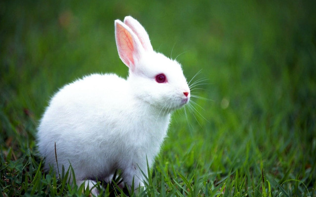 White rabbit grass red eye #2 free wallpaper for desktop - medium preview image