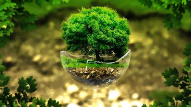Tree vase green leaves rock free wallpaper for desktop - medium preview image