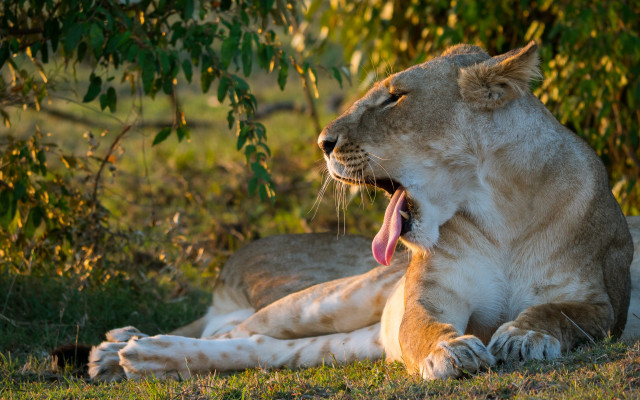 Lion yawning grass autumn wildlife free wallpaper for desktop - medium preview image